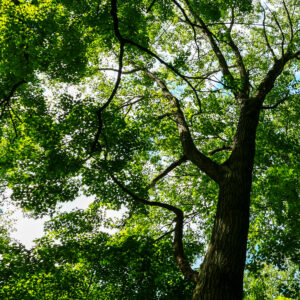 Spring Birds: An Audiophile Recording Experience from Doug Fearn [Pure DSD]